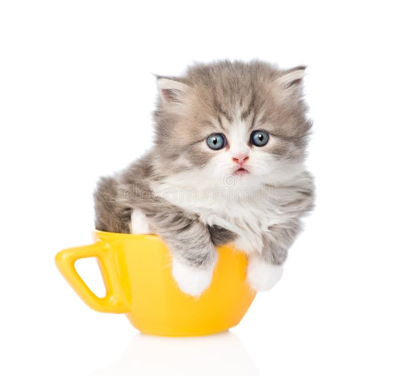 Chaton drôle dans la grande tasse D'isolement sur le fond blanc image libre de droits Chaton drôle dans la grande tasse D'isolement sur le fond blanc image libre de droits