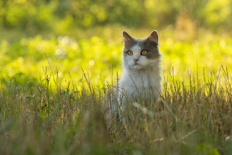 Chaton drôle dans les feuilles d'automne jaune. chaton dans le feuillage dans la nature automnale images libres de droits Chaton drôle dans les feuilles d'automne jaune. chaton dans le feuillage dans la nature automnale images libres de droits