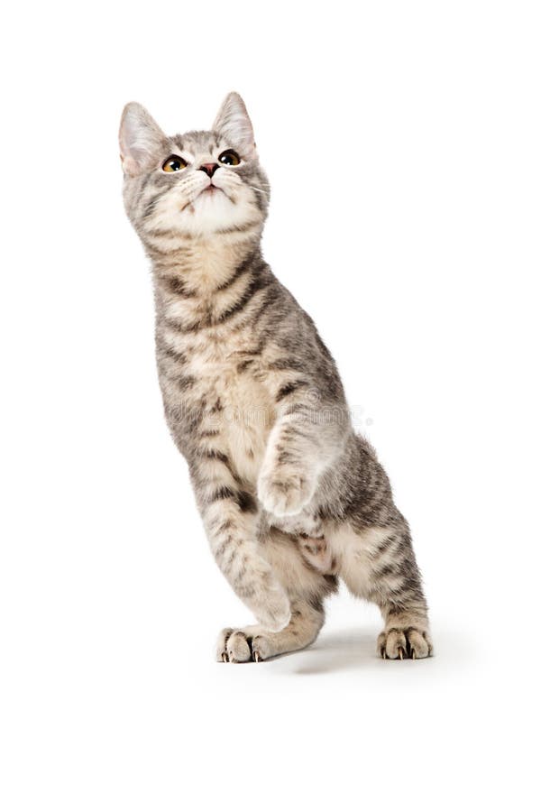 Chaton drôle mignon se tenant jouant photographie stock libre de droits Chaton drôle mignon se tenant jouant photographie stock libre de droits