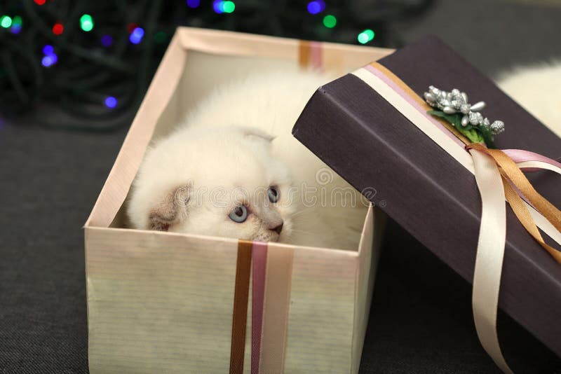 Chaton effrayé peu blanc dans un boîte-cadeau sur un fond de bokeh photo stock Chaton effrayé peu blanc dans un boîte-cadeau sur un fond de bokeh photo stock