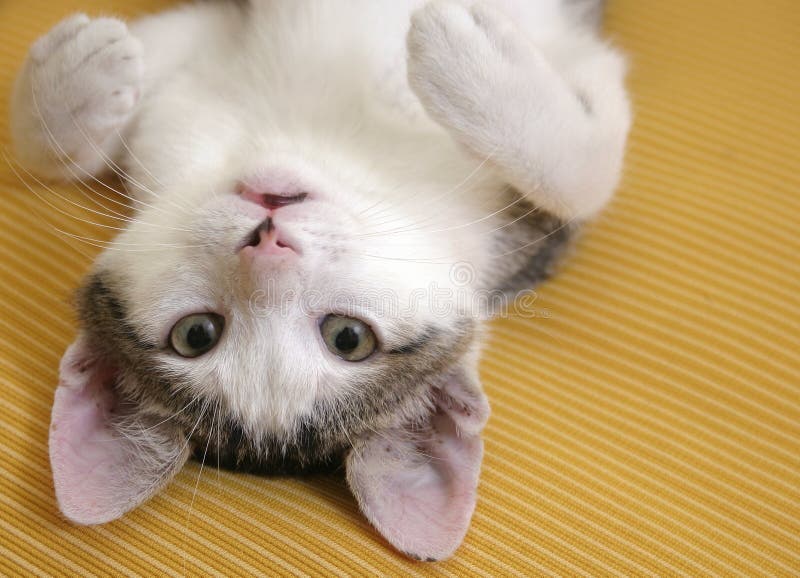 Chaton espiègle image stock
