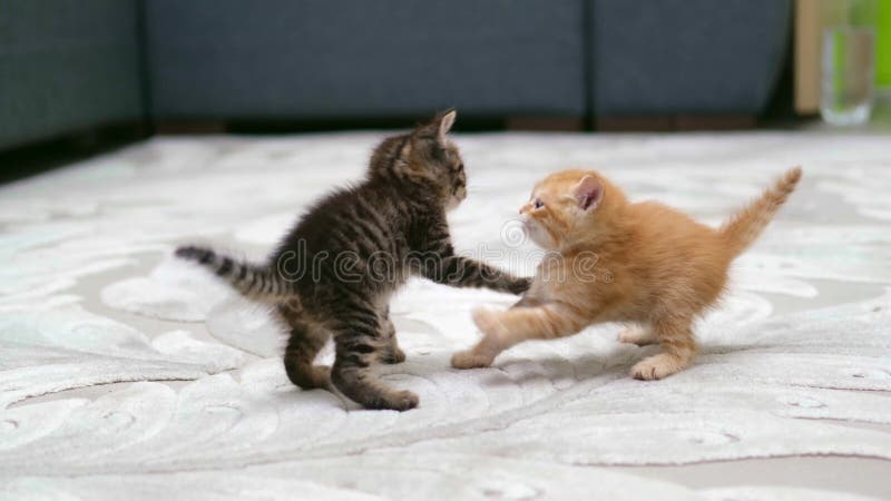 Chaton gingembre mignon jouant gros banque de vidéos