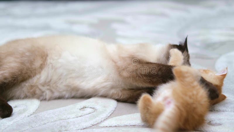 Chaton gingembre mignon jouant gros banque de vidéos