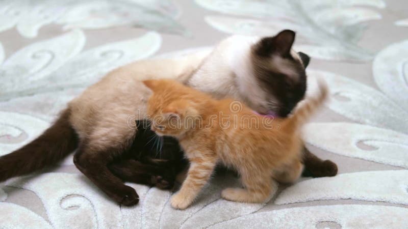 Chaton gingembre mignon jouant gros banque de vidéos