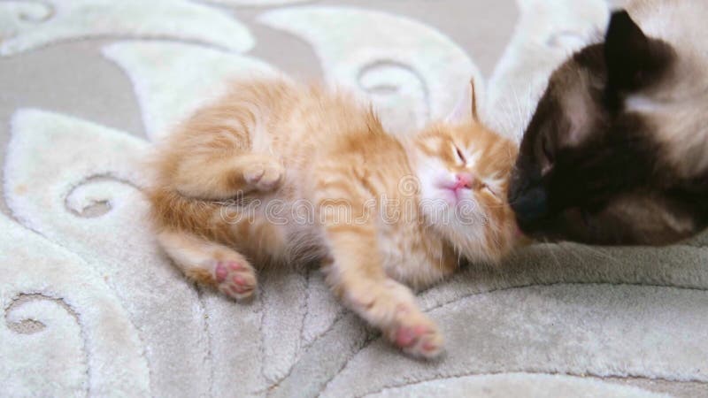Chaton gingembre mignon jouant gros banque de vidéos