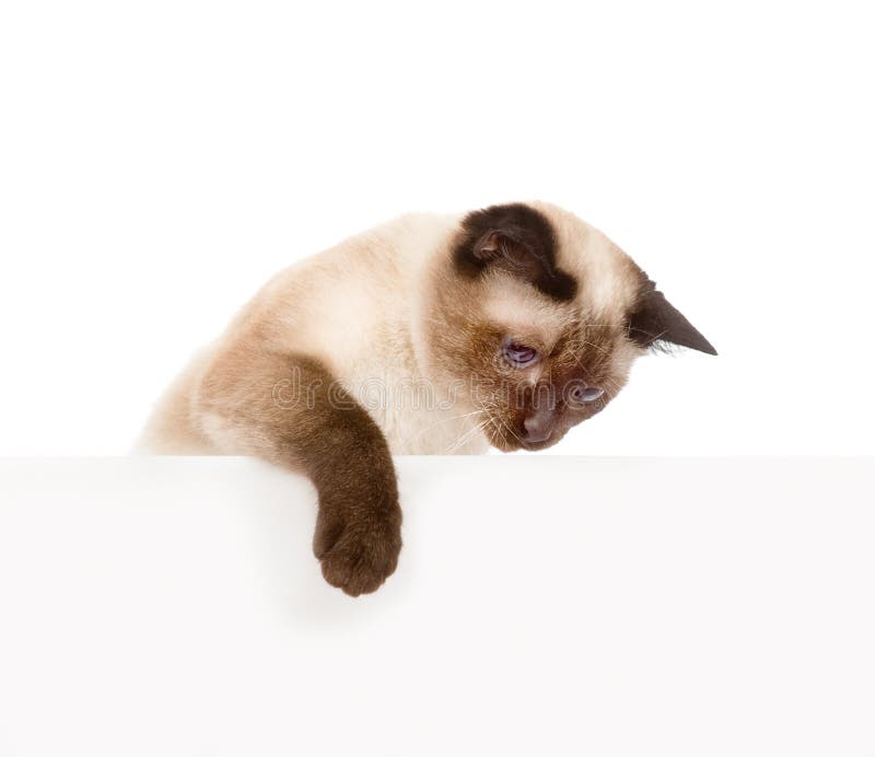 1 852 Chaton Siamois Mignon Sur Le Blanc Photos Libres De Droits Et Gratuites De Dreamstime 1 852 Chaton Siamois Mignon Sur Le Blanc Photos Libres De Droits Et Gratuites De Dreamstime
