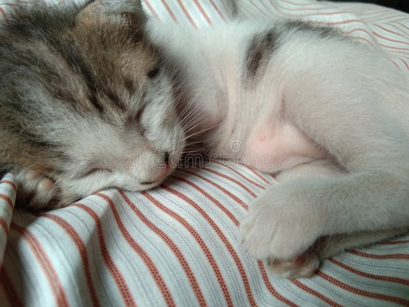 Belle Image Mignonne De Chat De Bebe Photo Stock Image Du Chat Favori Belle Image Mignonne De Chat De Bebe Photo Stock Image Du Chat Favori