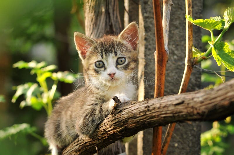 Chaton mignon dans l'arbre photo libre de droits Chaton mignon dans l'arbre photo libre de droits