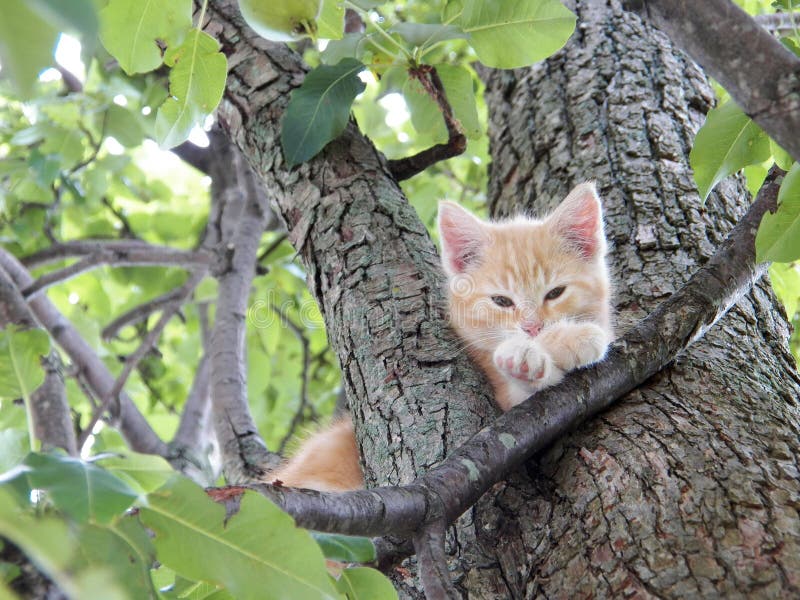 Chaton mignon dans la détente d'arbre photo stock Chaton mignon dans la détente d'arbre photo stock