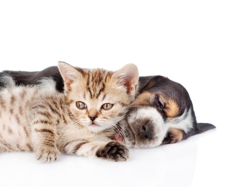 Chaton minuscule se trouvant avec le chiot de chien de basset de sommeil D'isolement sur le blanc images stock Chaton minuscule se trouvant avec le chiot de chien de basset de sommeil D'isolement sur le blanc images stock