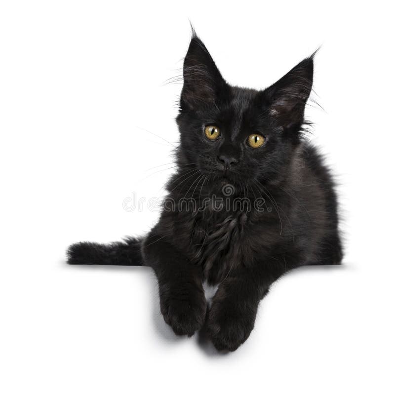 Chaton Noir Solide Mignon De Chat De Maine Coon Sur Le Fond Blanc Photo Stock Image Du Petit Chat Chaton Noir Solide Mignon De Chat De Maine Coon Sur Le Fond Blanc Photo Stock Image Du Petit Chat