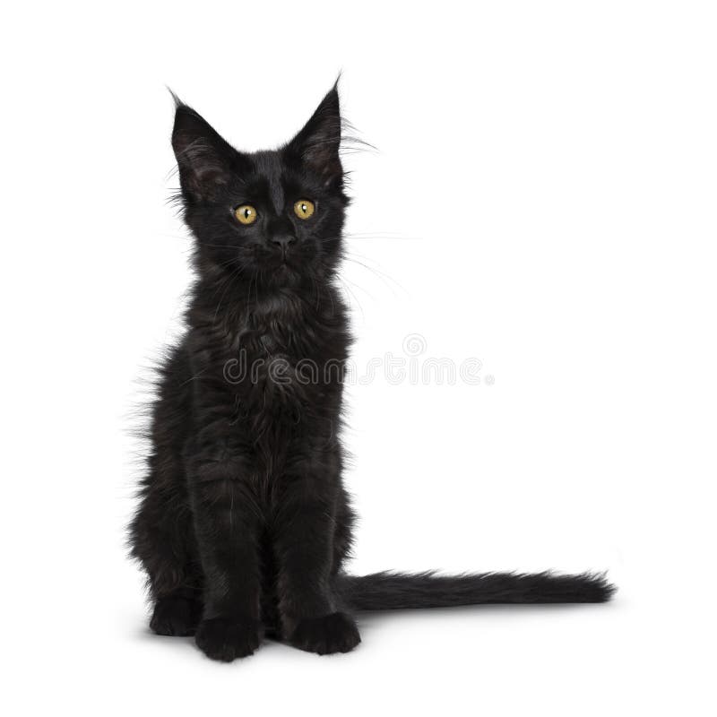 Chaton Noir Solide Mignon De Chat De Maine Coon Sur Le Fond Blanc Image Stock Image Du Fourrure Mauvais