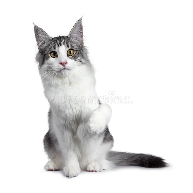 Chaton Norvegien Tigre Repere Bicolore Argente Noir Mignon De Chat De Foret Sur Le Fond Blanc Photo Stock Image Du Race Yeux Chaton Norvegien Tigre Repere Bicolore Argente Noir Mignon De Chat De Foret Sur Le Fond Blanc Photo Stock Image Du Race Yeux