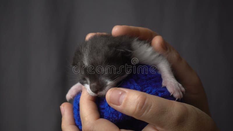 Chaton nouveau-né gris chez des mains de la femme clips vidéos