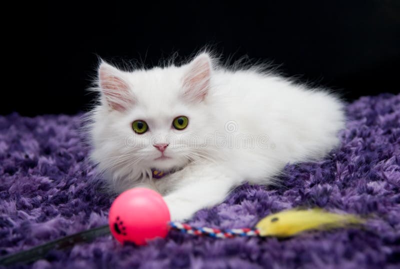 Chaton persan blanc avec le jouet photos libres de droits Chaton persan blanc avec le jouet photos libres de droits