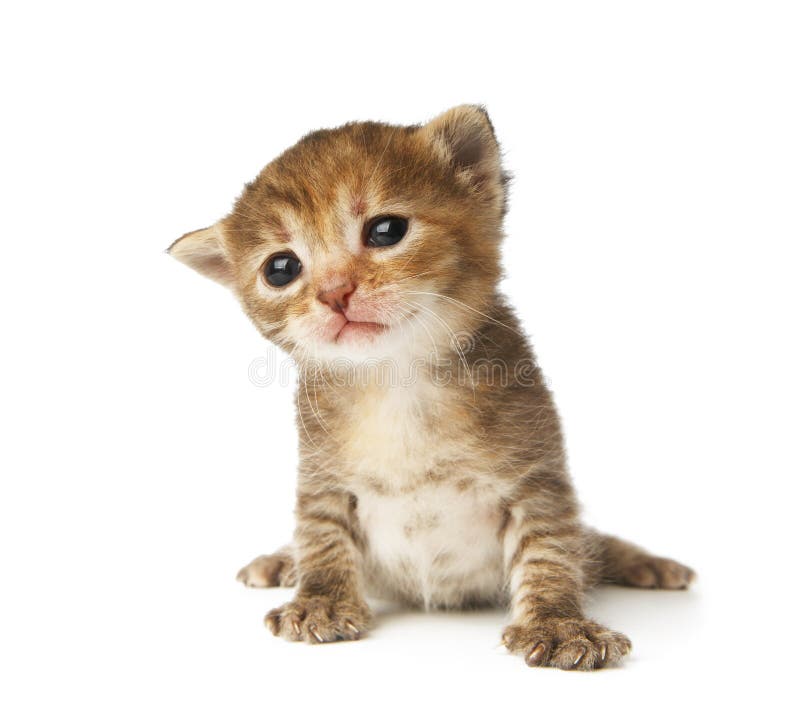 Chaton rayé gris mignon d'isolement images libres de droits Chaton rayé gris mignon d'isolement images libres de droits