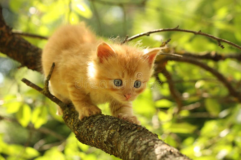 Chaton rouge adorable montant la branche d'arbre photographie stock Chaton rouge adorable montant la branche d'arbre photographie stock