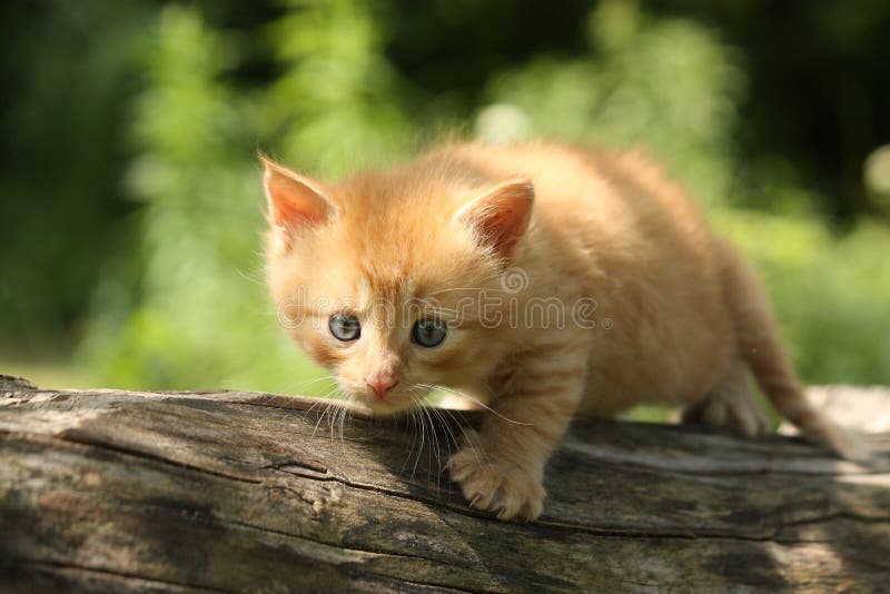 Chaton rouge adorable montant la branche d'arbre photographie stock libre de droits Chaton rouge adorable montant la branche d'arbre photographie stock libre de droits