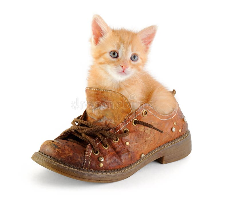 Chaton rouge dans la chaussure photographie stock Chaton rouge dans la chaussure photographie stock