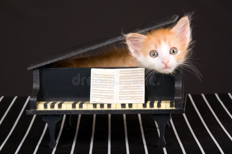 Chaton rouge mignon dans le mini piano à queue photos libres de droits Chaton rouge mignon dans le mini piano à queue photos libres de droits