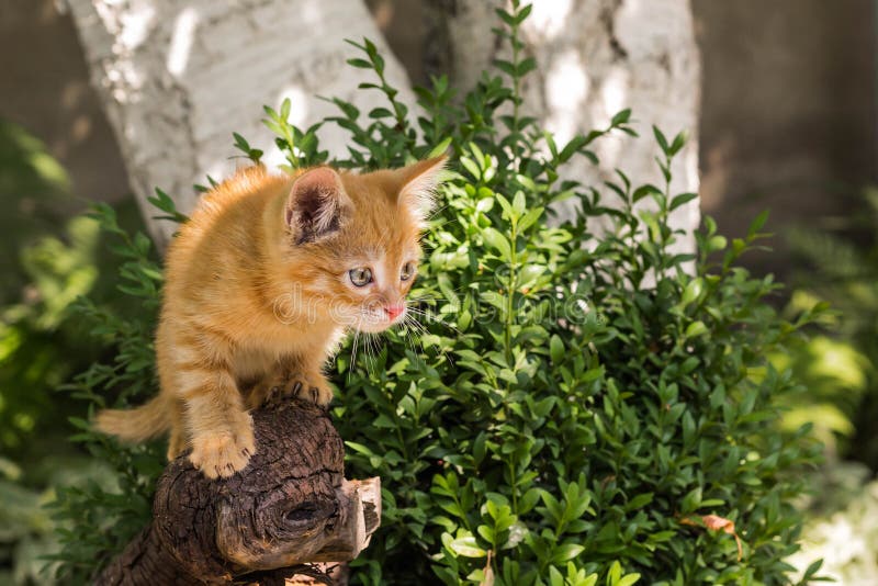 Chaton rouge sur un tron?on un jour ensoleill? d'?t? en parc Dans la pleine croissance le chaton chasse, le chaton est prêt à sau photo libre de droits Chaton rouge sur un tron?on un jour ensoleill? d'?t? en parc Dans la pleine croissance le chaton chasse, le chaton est prêt à sau photo libre de droits