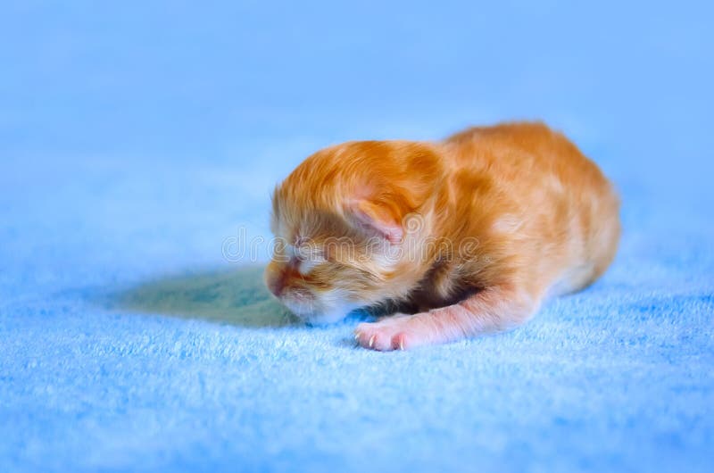 Chaton Roux Nouveau Ne La Race De Maine Coon Image Stock Image Du Gingembre Beau Chaton Roux Nouveau Ne La Race De Maine Coon Image Stock Image Du Gingembre Beau
