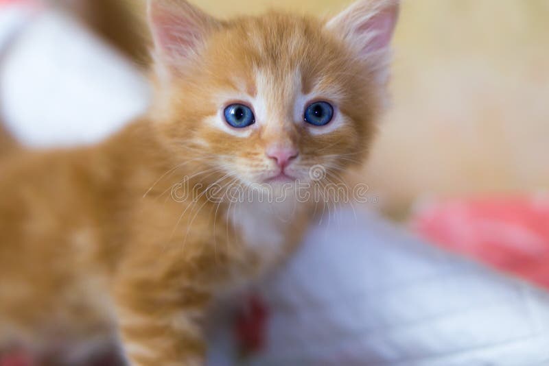 Petit Chaton Roux Avec Des Yeux Bleus Photos Libres De Droits Et Gratuites De Dreamstime