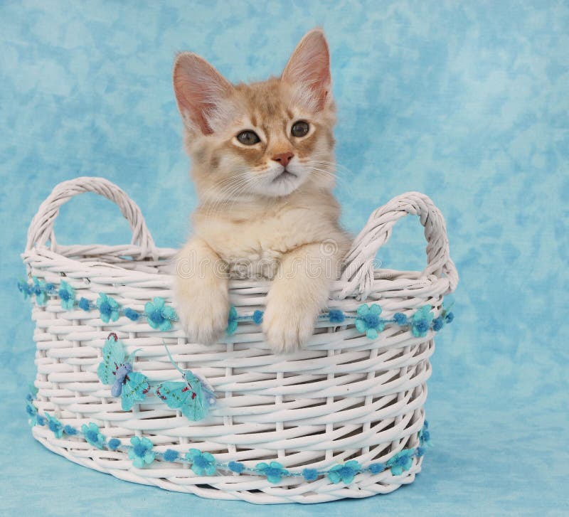Chaton se reposant dans un panier images libres de droits Chaton se reposant dans un panier images libres de droits