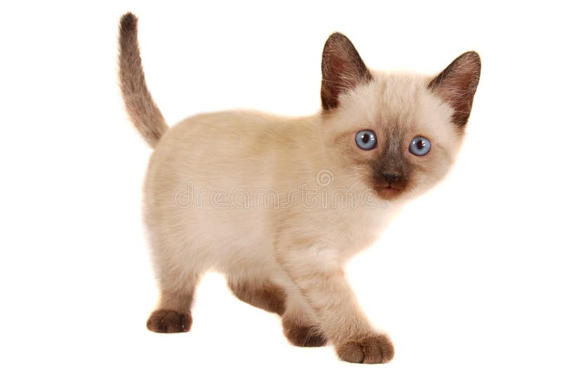 5 737 Chaton Siamois Mignon Sur Le Blanc Photos Libres De Droits Et Gratuites De Dreamstime