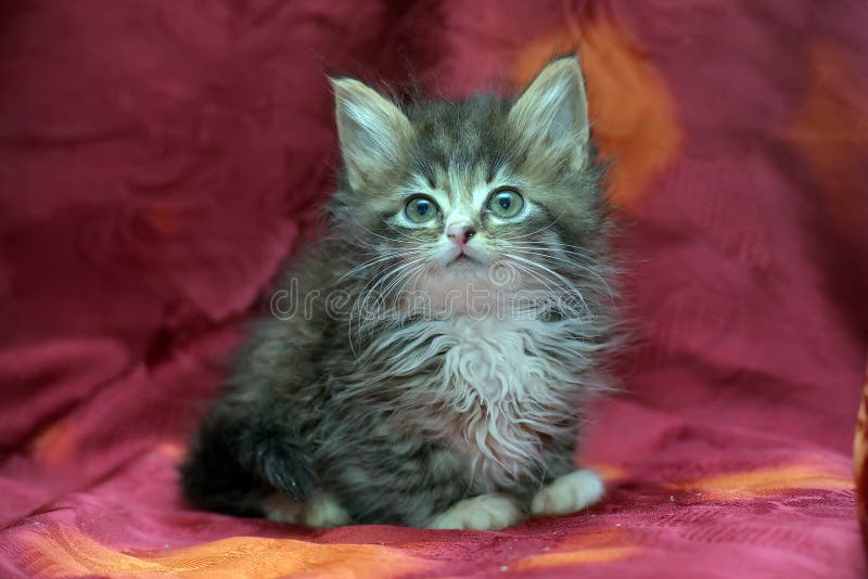 Chaton sibérien pelucheux sur un fond rouge photographie stock libre de droits Chaton sibérien pelucheux sur un fond rouge photographie stock libre de droits