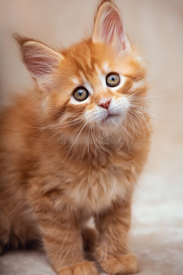 Chaton solide rouge adorable drôle de ragondin du Maine se reposant avec de belles brosses sur les oreilles sur le fond mou et se photos libres de droits Chaton solide rouge adorable drôle de ragondin du Maine se reposant avec de belles brosses sur les oreilles sur le fond mou et se photos libres de droits