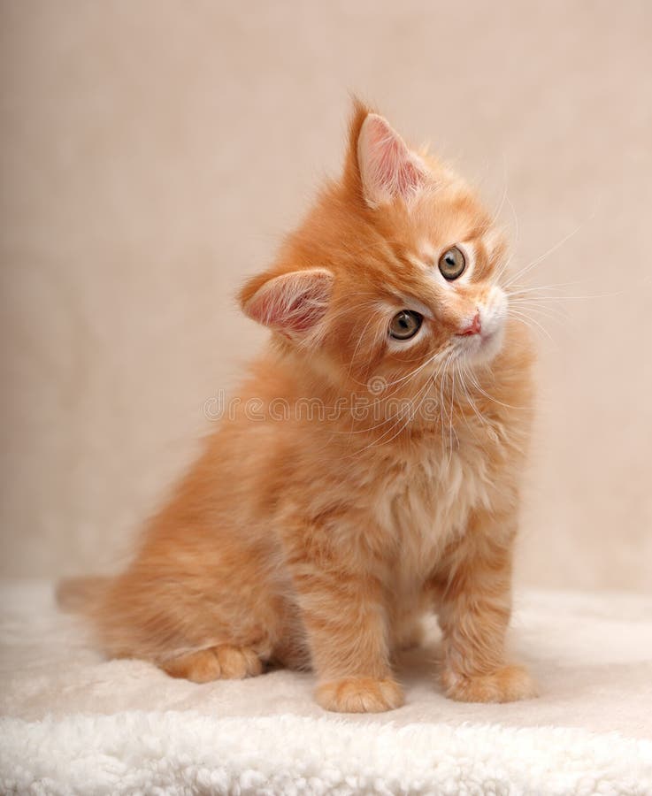 Chaton solide rouge adorable drôle de ragondin du Maine se reposant avec le beautifu image stock Chaton solide rouge adorable drôle de ragondin du Maine se reposant avec le beautifu image stock