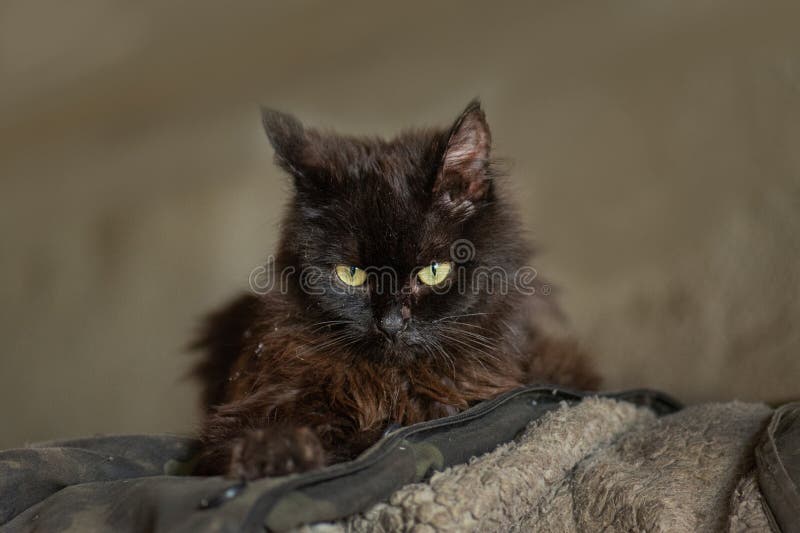 Chaton sous forme militaire. chats domestiques affamés qui étaient dans la rue à la suite des hostilités photos stock Chaton sous forme militaire. chats domestiques affamés qui étaient dans la rue à la suite des hostilités photos stock