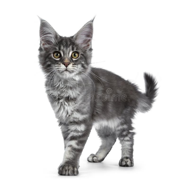 Chaton Tigre Bleu Tres Mignon De Chat De Maine Coon D Isolement Sur Le Fond Blanc Image Stock Image Du Resolution Fille