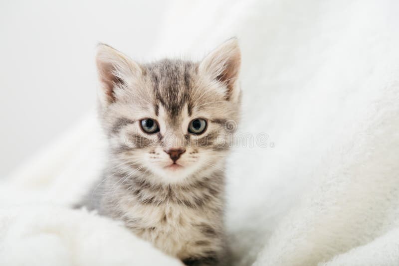 Chaton Tigre Gratte Portrait De Beau Chaton Gris Pelucheux Le Chaton Animal Bebe De Chat Avec De Grands Yeux Repose Sur Le Blanc Image Stock Image Du Poilu Fourrure Chaton Tigre Gratte Portrait De Beau Chaton Gris Pelucheux Le Chaton Animal Bebe De Chat Avec De Grands Yeux Repose Sur Le Blanc Image Stock Image Du Poilu Fourrure