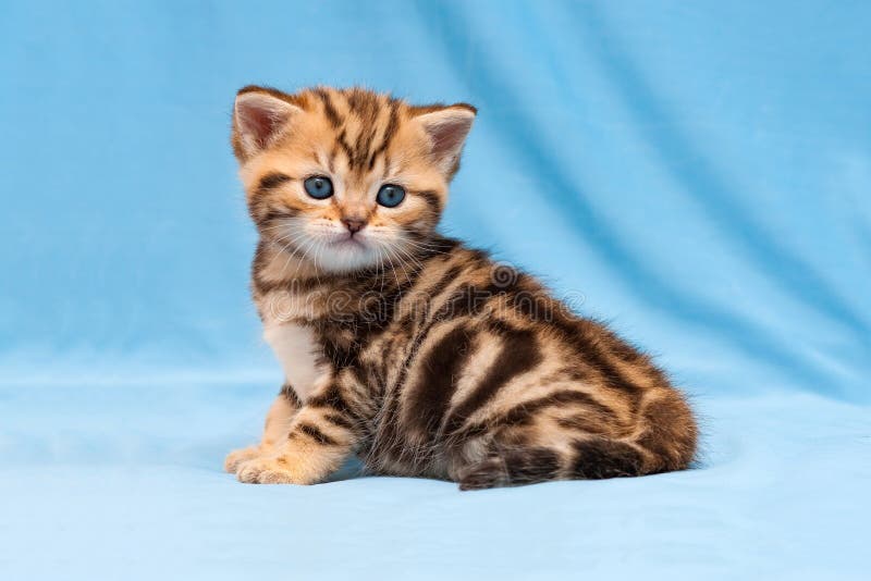 Chaton tigré adorable se reposant sur un fond bleu, une couleur de marbre d'or de petit chaton britannique rayé photos stock Chaton tigré adorable se reposant sur un fond bleu, une couleur de marbre d'or de petit chaton britannique rayé photos stock