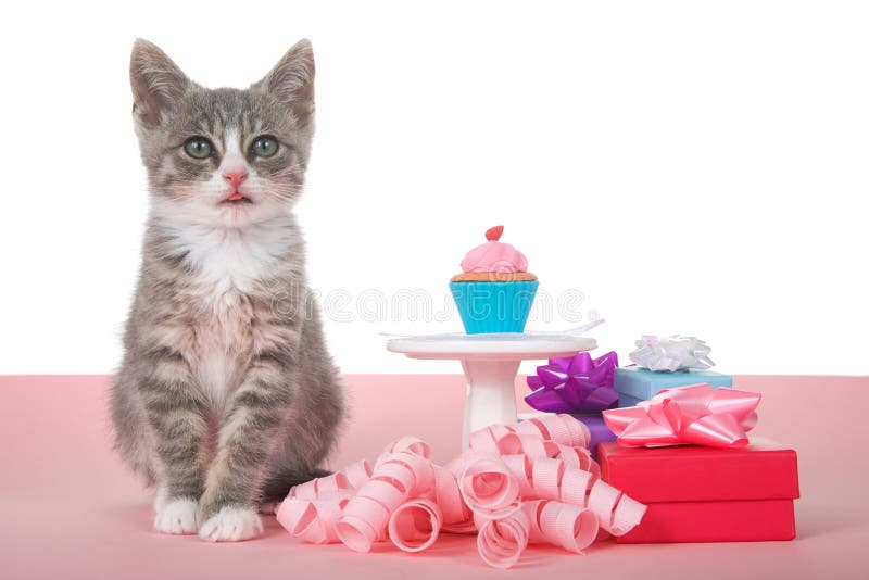 Chaton tigré de joyeux anniversaire avec le petit gâteau miniature photos libres de droits Chaton tigré de joyeux anniversaire avec le petit gâteau miniature photos libres de droits