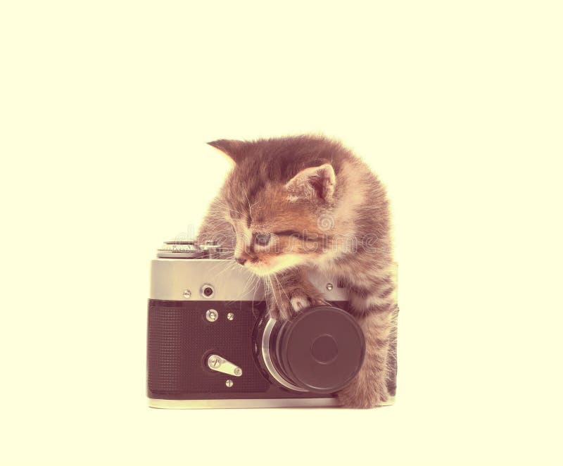 chaton tigré et un appareil-photo photos stock chaton tigré et un appareil-photo photos stock