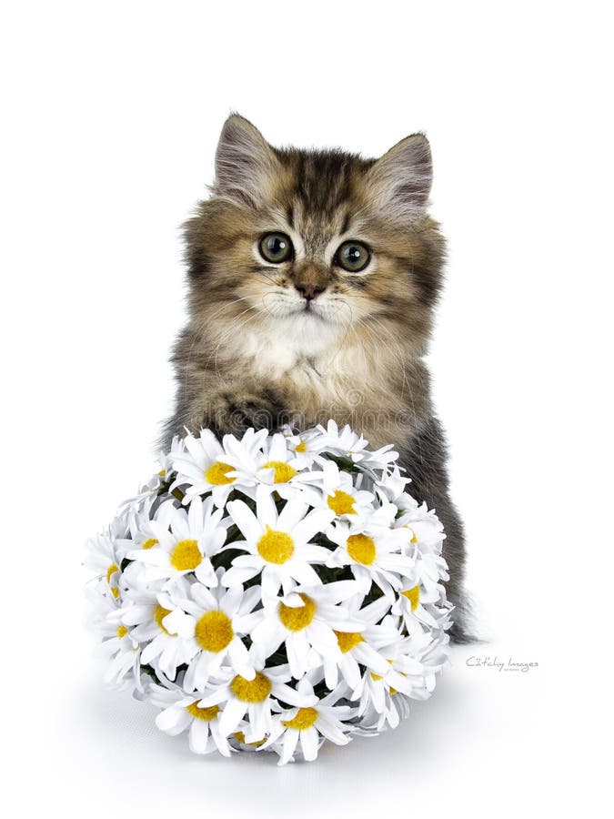 Chaton à cheveux longs britannique pelucheux de chat d'isolement sur le fond blanc photos libres de droits Chaton à cheveux longs britannique pelucheux de chat d'isolement sur le fond blanc photos libres de droits