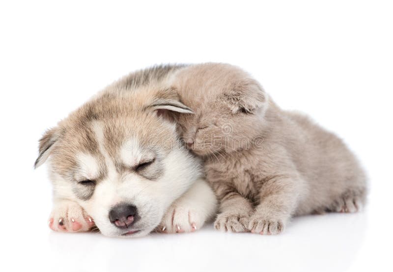 Chaton écossais et chiot de chien de traîneau sibérien dormant ensemble D'isolement photo libre de droits Chaton écossais et chiot de chien de traîneau sibérien dormant ensemble D'isolement photo libre de droits
