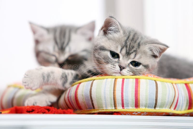Chatons britanniques de shorthair faisant une sieste photo stock Chatons britanniques de shorthair faisant une sieste photo stock