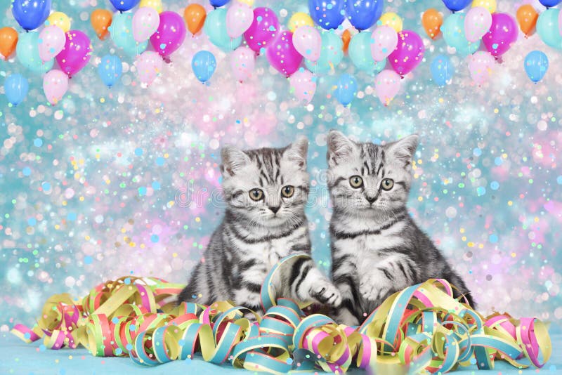 Chats britanniques de shorthair avec des flammes images stock Chats britanniques de shorthair avec des flammes images stock