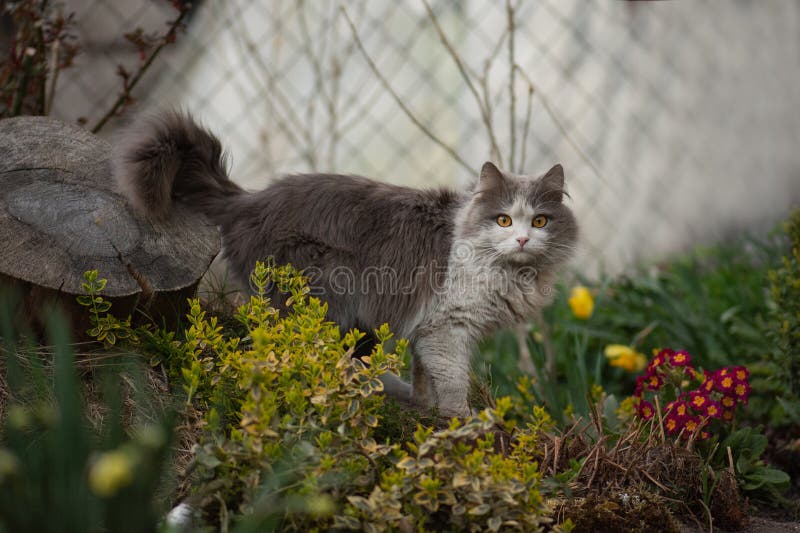 Chats curieux sentant la fleur jaune dans un jardin fleuri coloré. chat posant près des fleurs jaunes photographie stock libre de droits Chats curieux sentant la fleur jaune dans un jardin fleuri coloré. chat posant près des fleurs jaunes photographie stock libre de droits