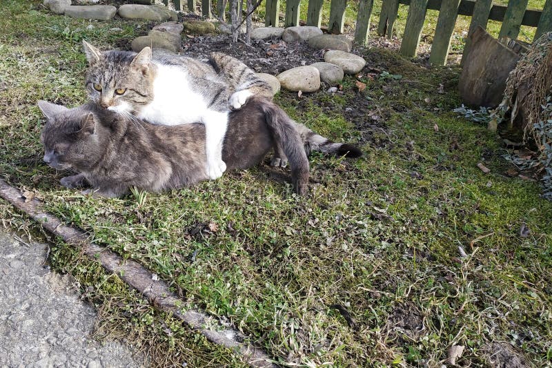 Chats De Accouplement Dans Un Environnement Naturel Pour Eux Dans La Cour Pres De La Maison Des Proprietaires Photo Stock Image Du Ejaculation Environnement