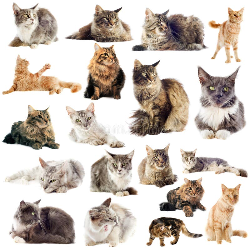 Chat Et Harnais De Ragondin De Maine Image stock - Image du chat, gris:  64036853