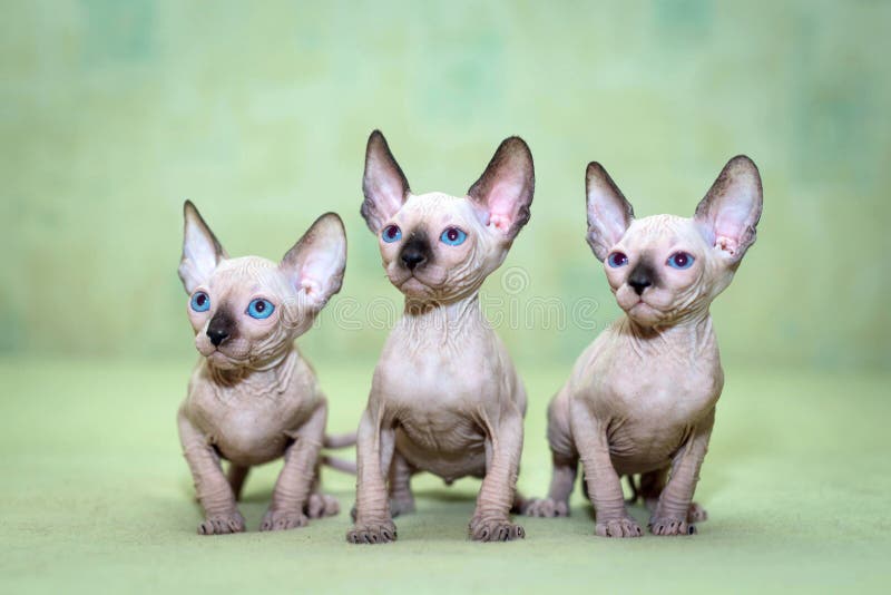 Chats De Sphynx Avec Des Yeux Bleus Image Stock Image Du Chauve Chaton Chats De Sphynx Avec Des Yeux Bleus Image Stock Image Du Chauve Chaton
