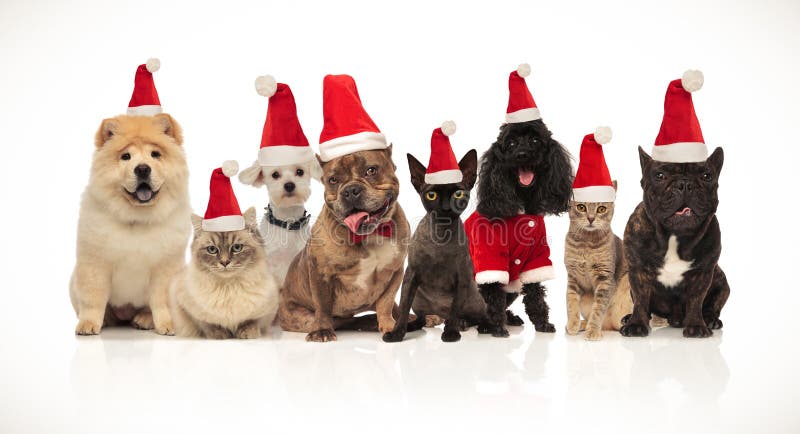 Chats et chiens adorables de Santa de Groupe des Huit avec des costumes photographie stock libre de droits Chats et chiens adorables de Santa de Groupe des Huit avec des costumes photographie stock libre de droits