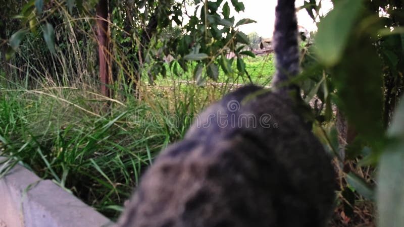 Chats gris renifle la caméra en plein air sur un fond naturel vert et sort. portrait de closeup extrime. curieux clips vidéos