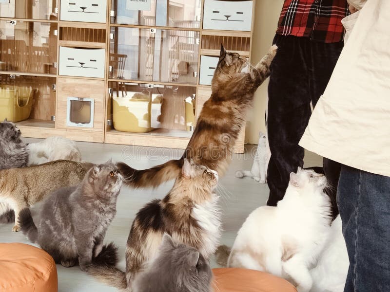 Chats jouant ensemble dans le café chat avec une tabby gris et blanc moelleux soulevé par la main de quelqu'un. Un groupe de chats jouent dans une pièce avec une personne qui regarde. les chats sont de couleurs et de tailles différentes et ils sont tous debout et assis sur le sol