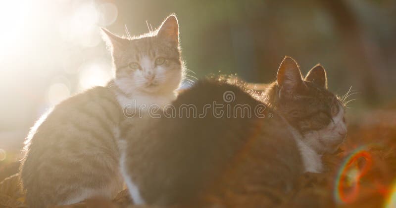 Mignonne Chatte Moelleuse Profitant Du Flux D'air D'un Ventilateur  électrique Portatif Sur Le Rebord De La Fenêtre Par Une Chaude Image stock  - Image du refroidissement, chauffer: 232378591